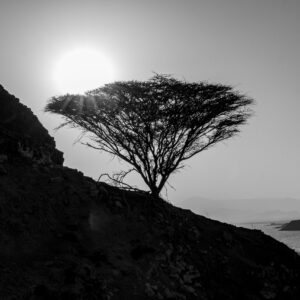 Tales of the Djibouti By Camille Massida